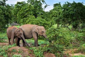 Parco Nazionale di Udawalawe Sri Lanka Elefanti