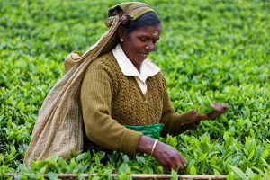 Donna nelle piantagioni di tè in Sri Lanka a Nuwara Elyia