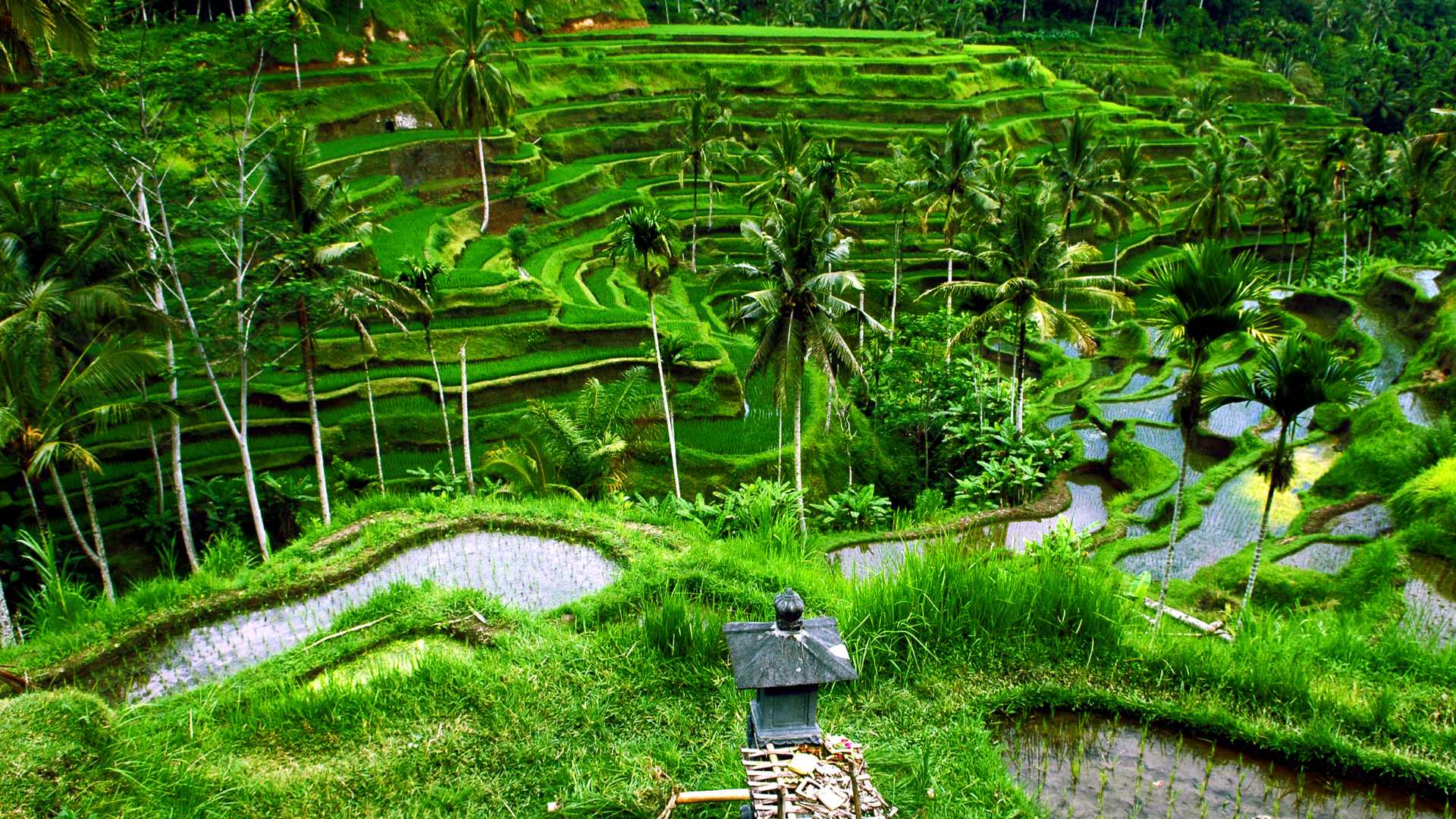 Bali piantagioni di riso
