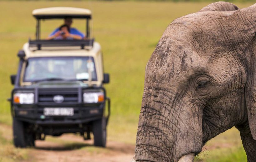 Safari in Kenya: i Parchi di Amboseli e Naivasha e la Riserva di Masai Mara