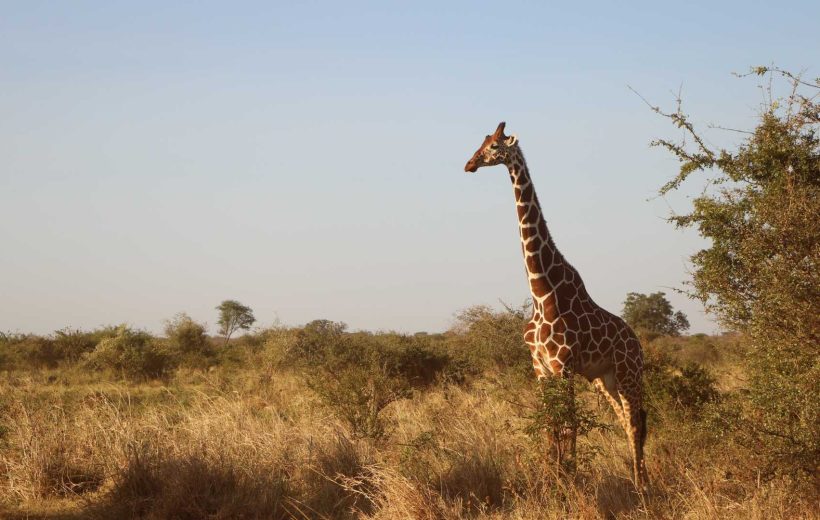 Safari in Kenya: Parco di Naivasha e la Riserva Nazionale di Masai Mara
