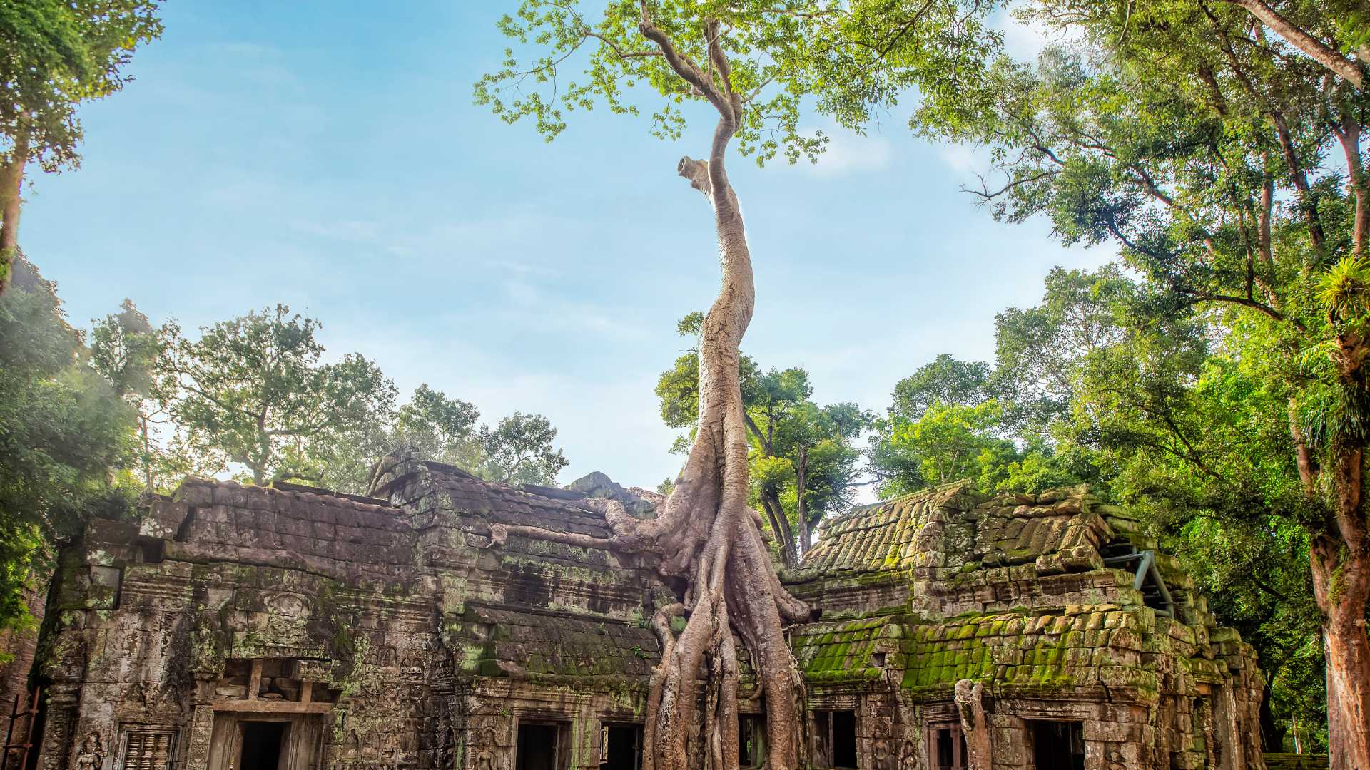 Ta Prohm tempio foresta tropicale