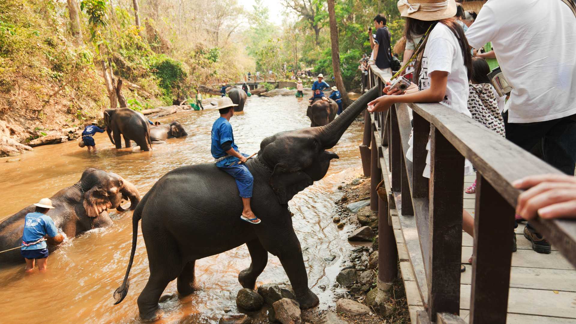Elefante villaggio Tour Vietnam Laos e Cambogia