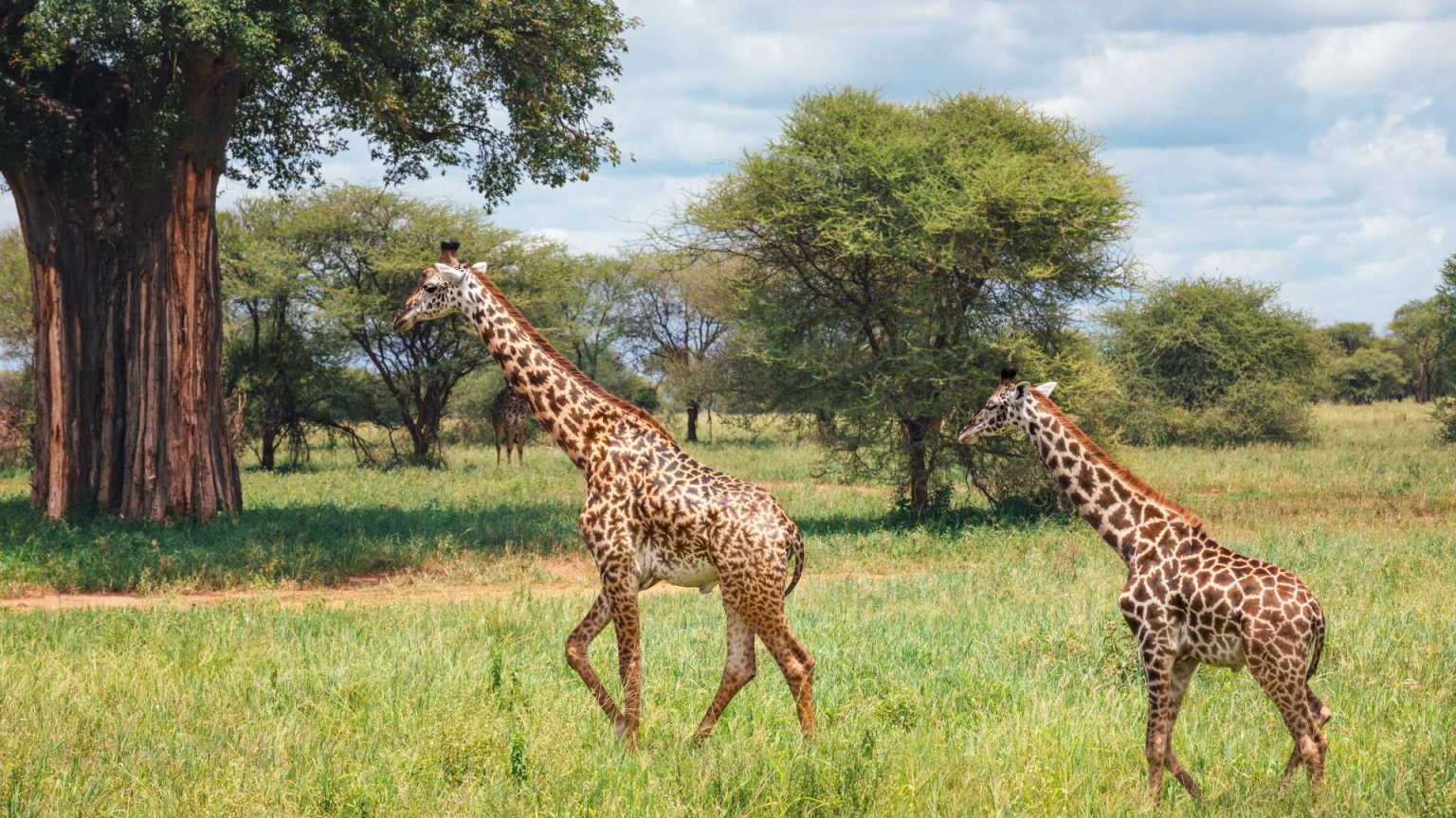 Viaggio In Safari In Tanzania Parco Nazionale Tarangire Parco Nazionale Serengeti Cratere