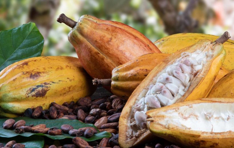 Tour del cacao in Honduras