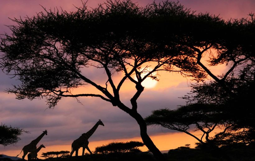 Safari in Tanzania nel Parco Nazionale del Serengeti