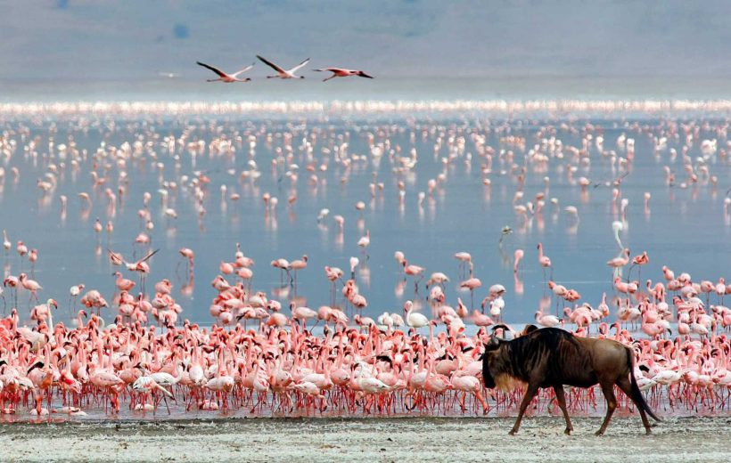 Safari in Tanzania: Parco Nazionale Tarangire, Parco Nazionale Serengeti, Cratere Ngorongoro e Parco Nazionale del Lago Manyara