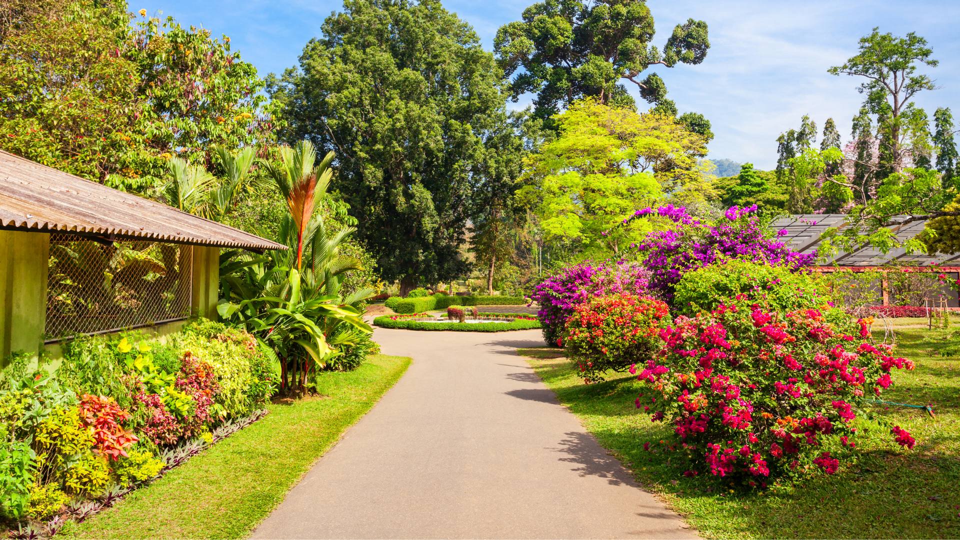 Sri Lanka giardino botanico Kandy