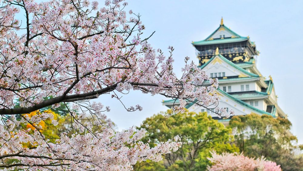 Giappone tour ciliegi fioritura