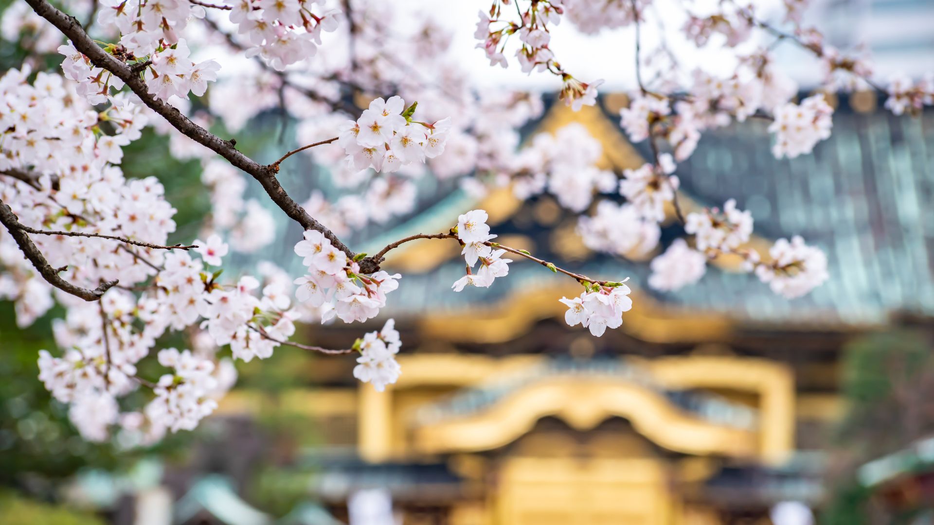 Giappone fioriture ciliegi Hanami tour