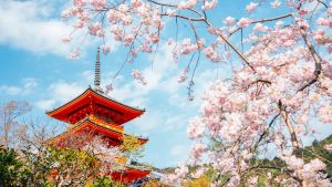 Tokyo e Kyoto Fioritura dei ciliegi - l'Hanami nelle due città