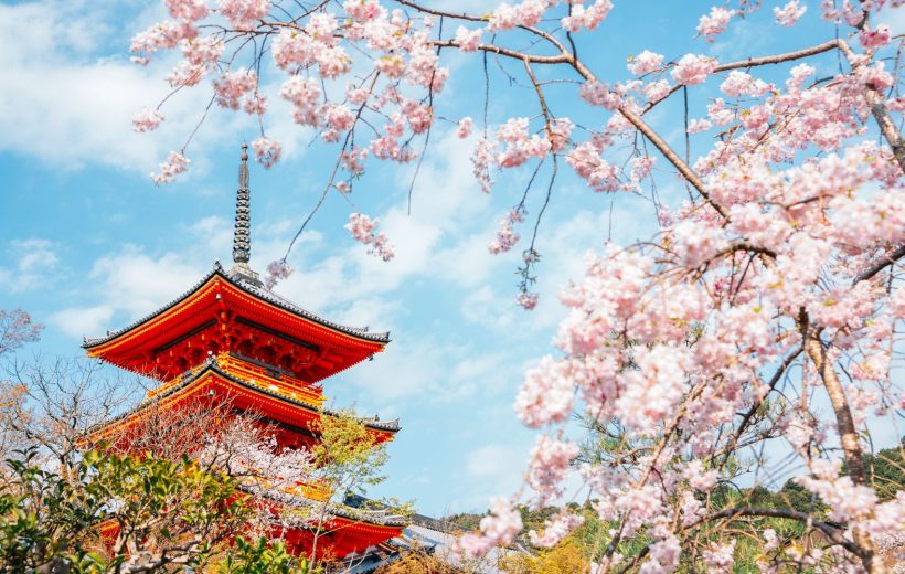 Tokyo e Kyoto Fioritura dei ciliegi - l'Hanami nelle due città