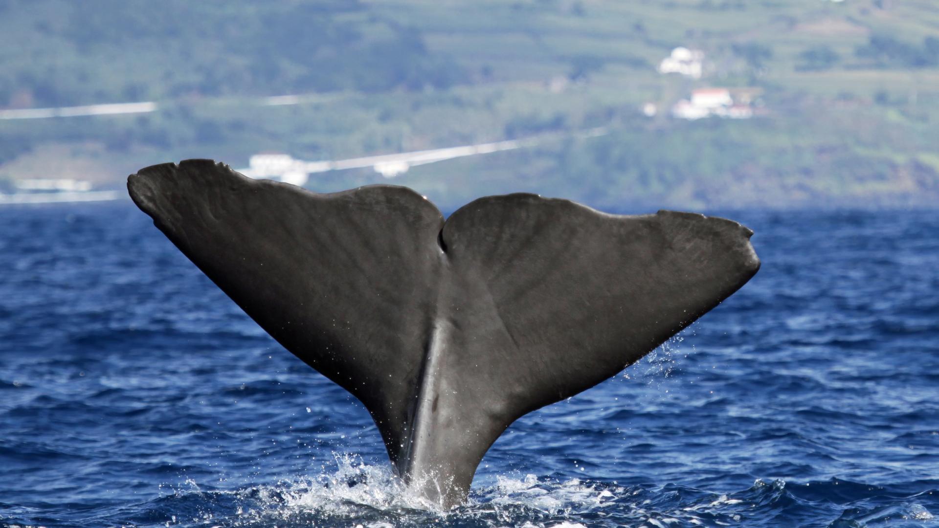Whale Watching Balene Azzorre