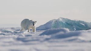 Norvegia: Viaggio alle Isole Svalbard - Fuga Artica