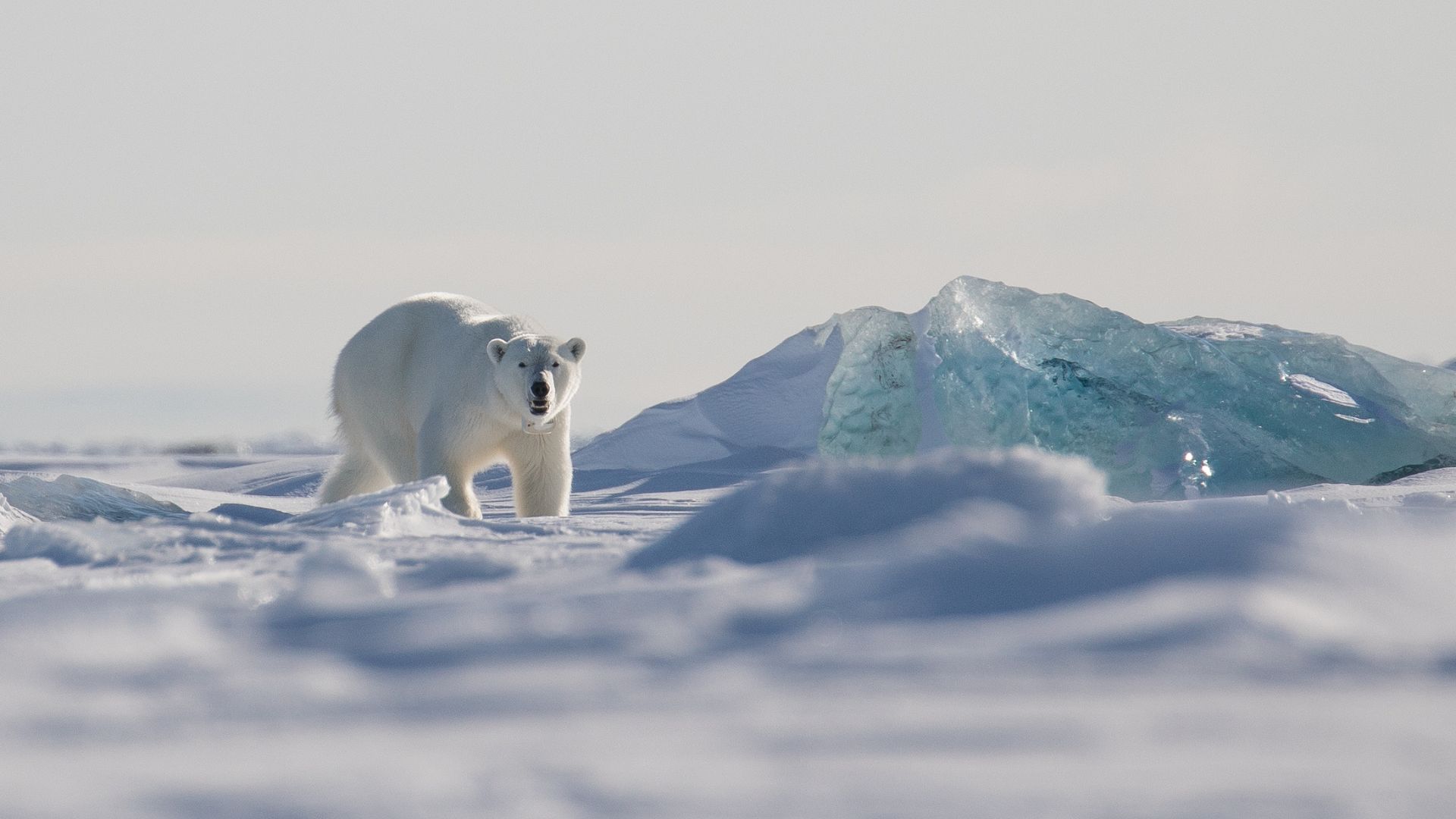 viaggio alle Isole Svalbard